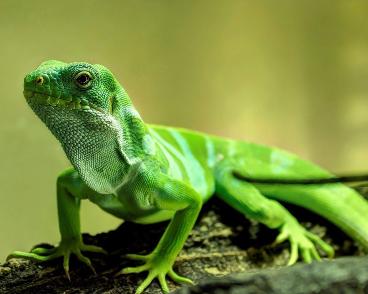 Красивая зеленая ящерица крупным планом 