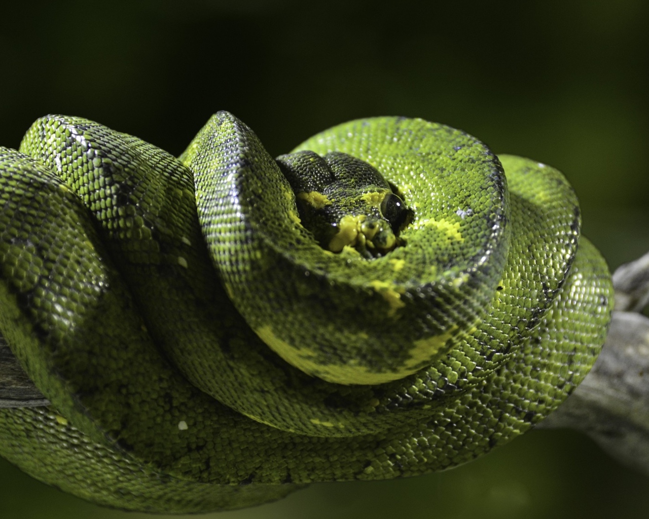 Красивый зеленый питон на ветке дерева