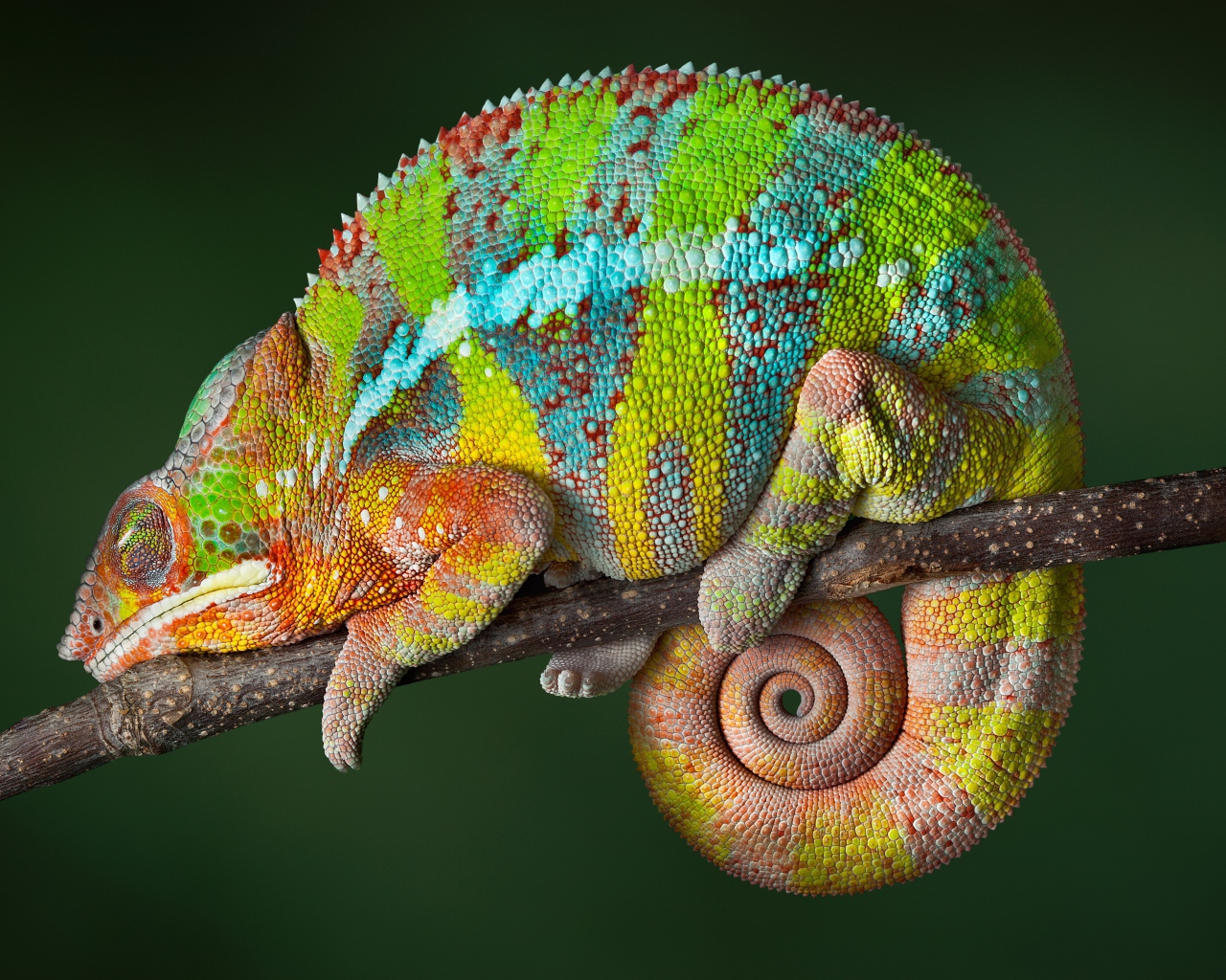 Красивый разноцветный хамелеон сидит на ветке