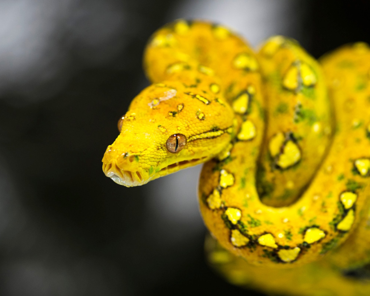 Красивая желтая змея