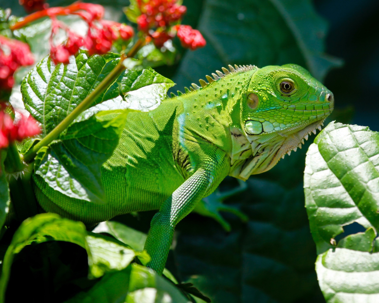 Яркая зеленая игуана в зеленых листьях