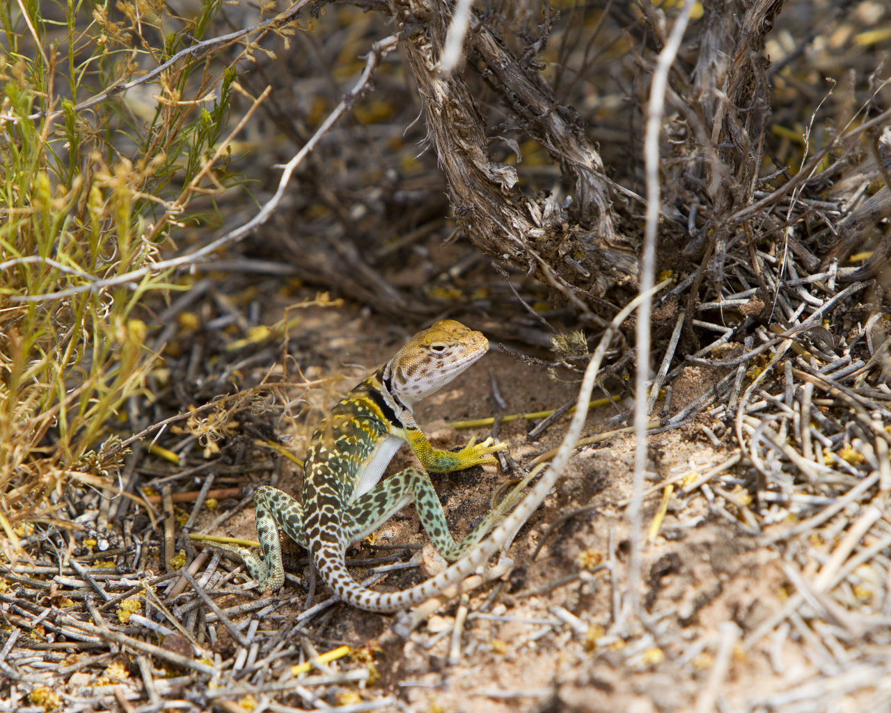 Ошейниковая пустынная игуана в сухих ветках