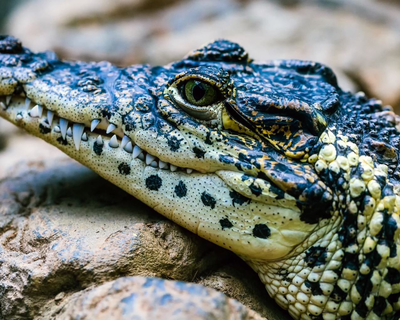 Крокодил отдыхает на камне 