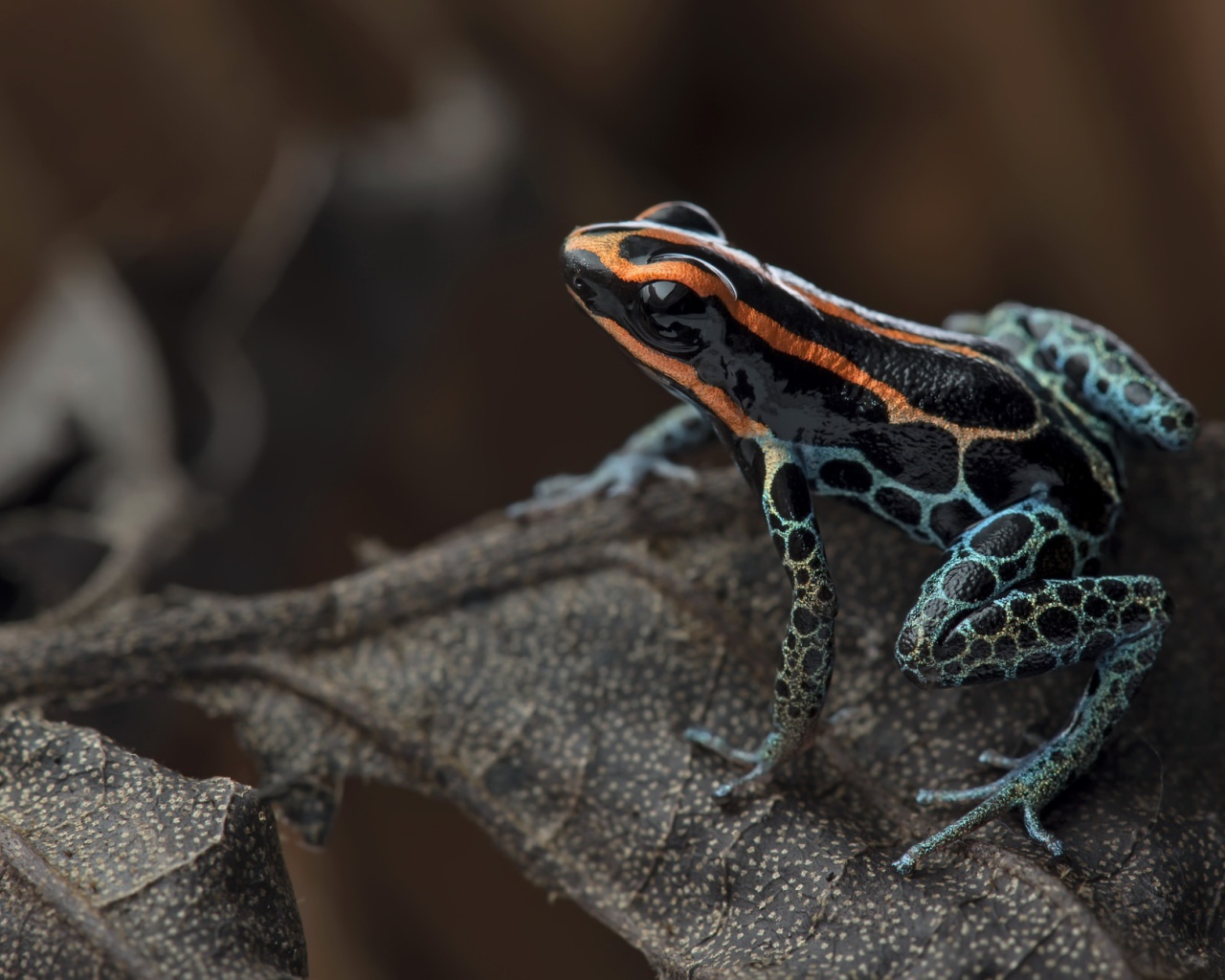 Лягушка сетчатый древолаз сидит на сухом листе