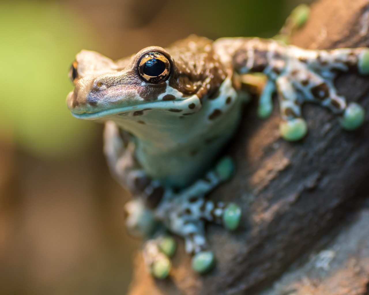 Лягушка на дереве крупным планом 