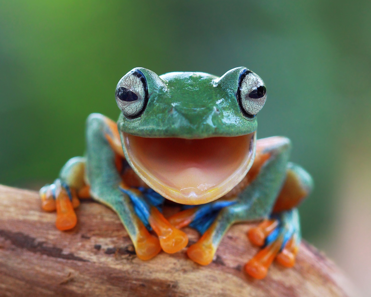 Забавная зеленая лягушка с открытым ртом