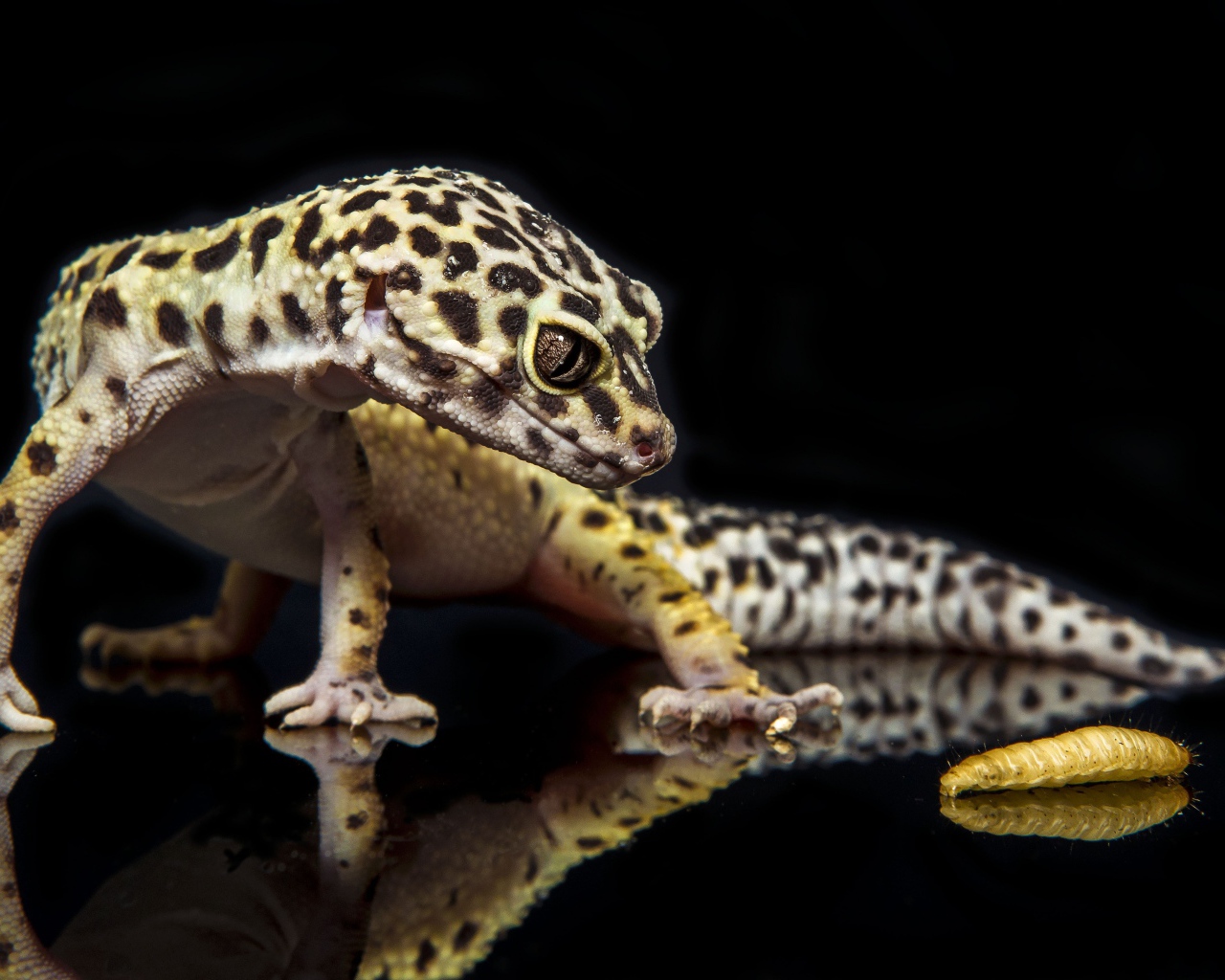 Геккон охотится на гусеницу на черном фоне