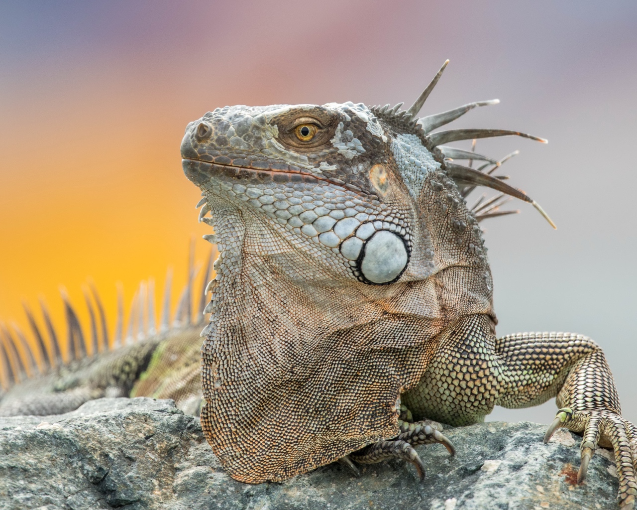 Серая игуана отдыхает на камне 