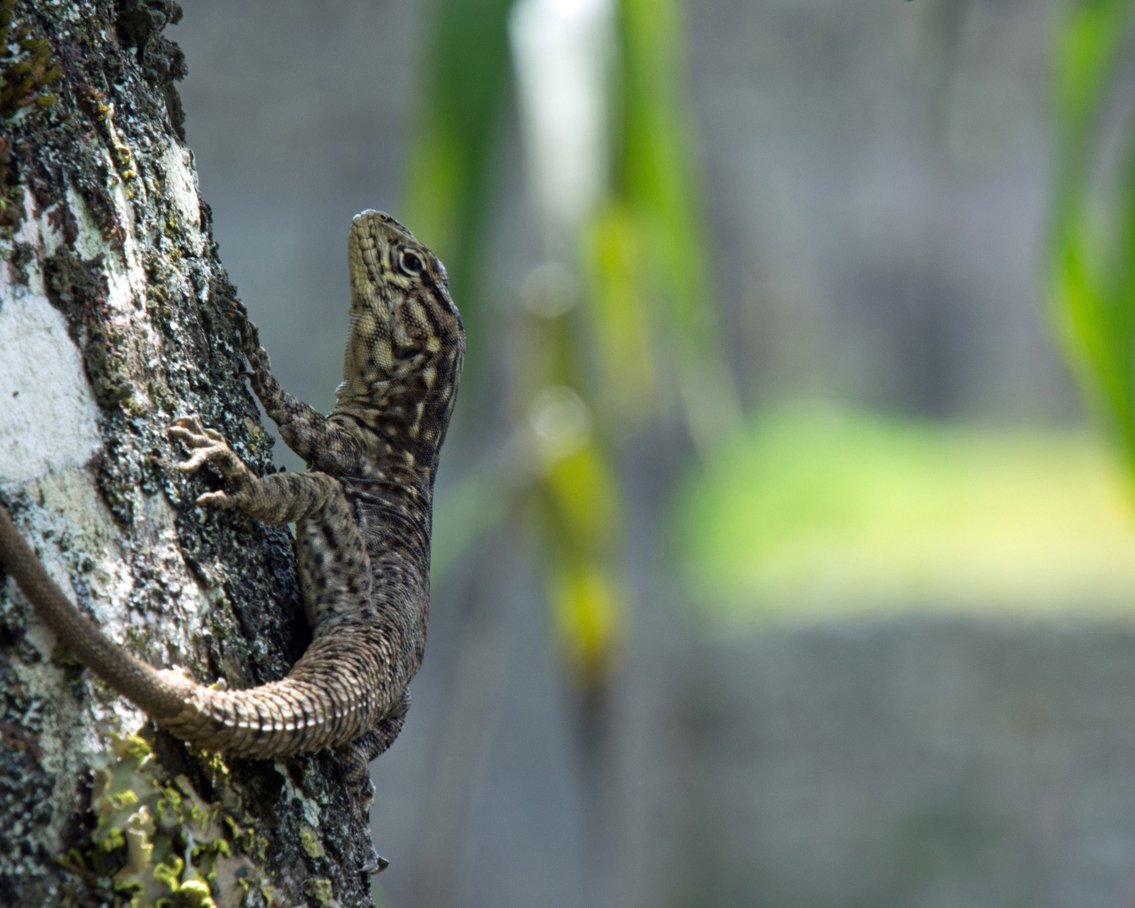 Серая ящерица на дереве 