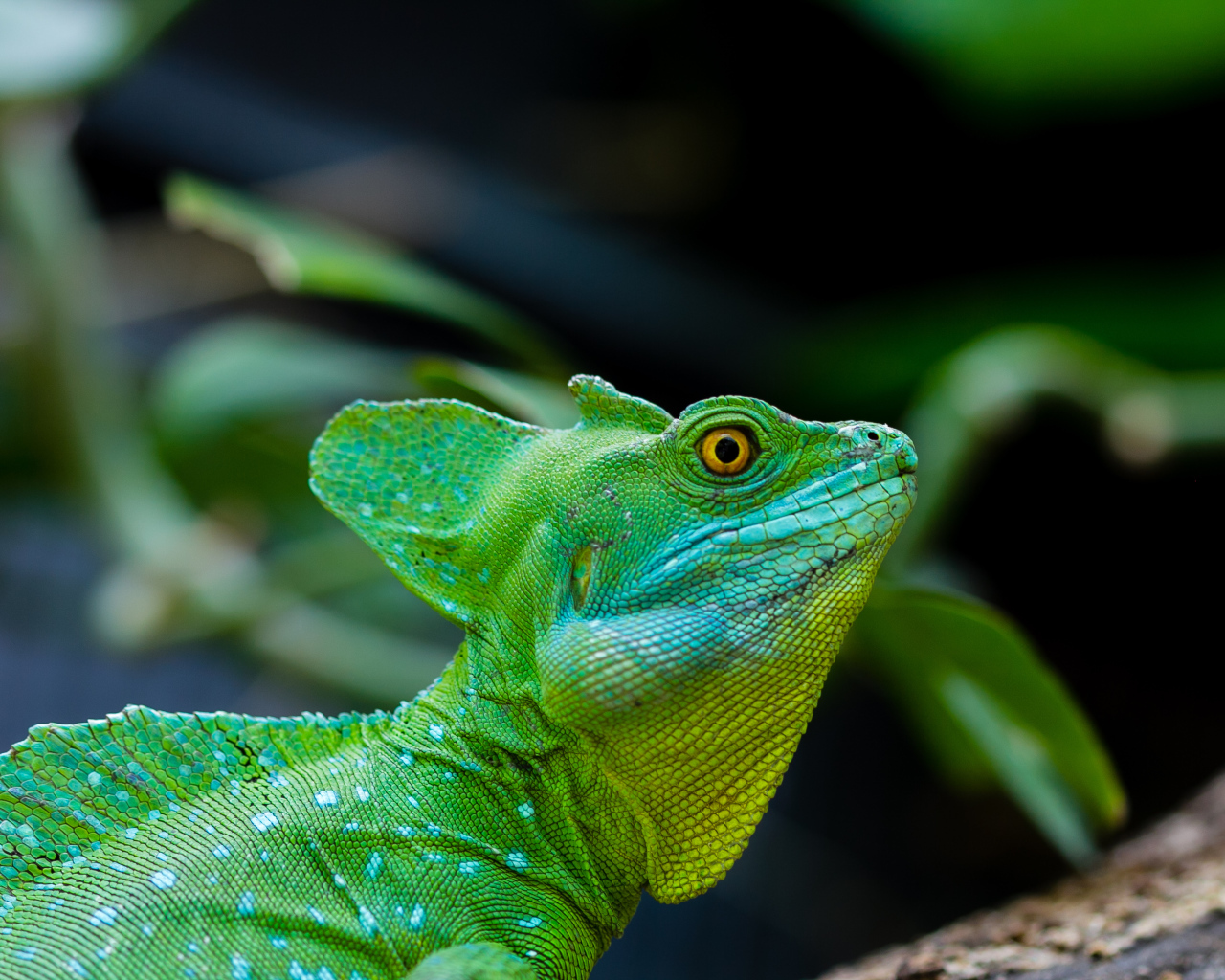 Зеленый ящер василиск с желтыми глазами 