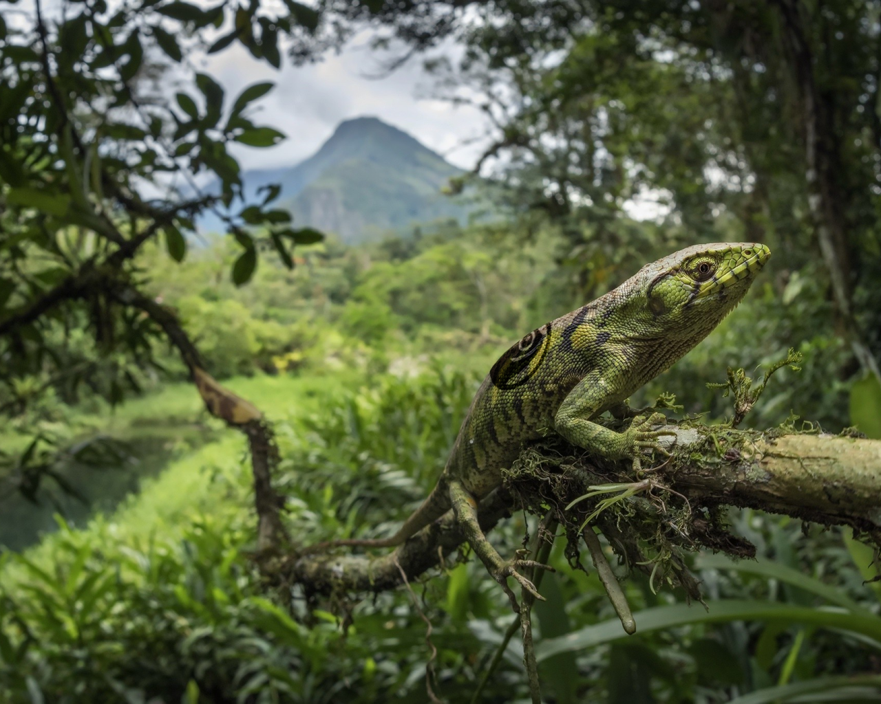 Зеленая большая ящерица на ветке дерева