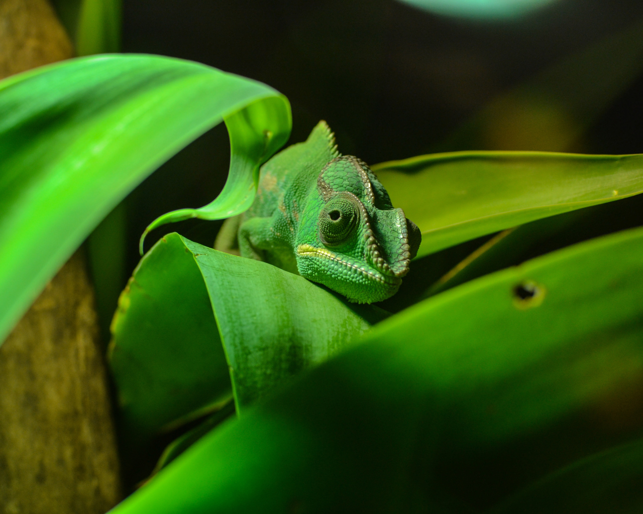 Зеленый хамелеон спрятался в зеленых листьях 