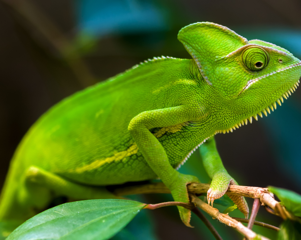 Зеленый хамелеон  на ветке крупным  планом 