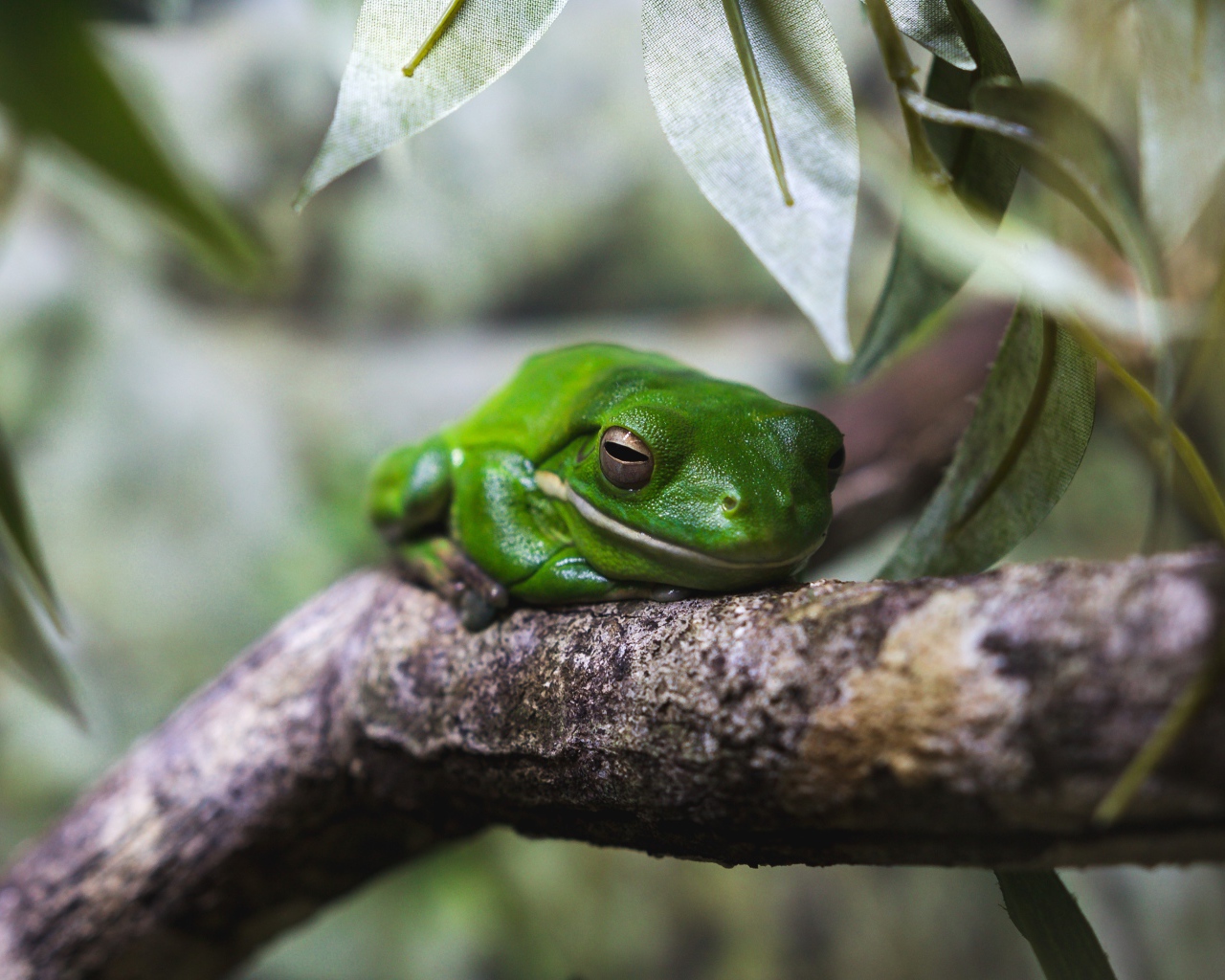 Зеленая лягушка на дереве 