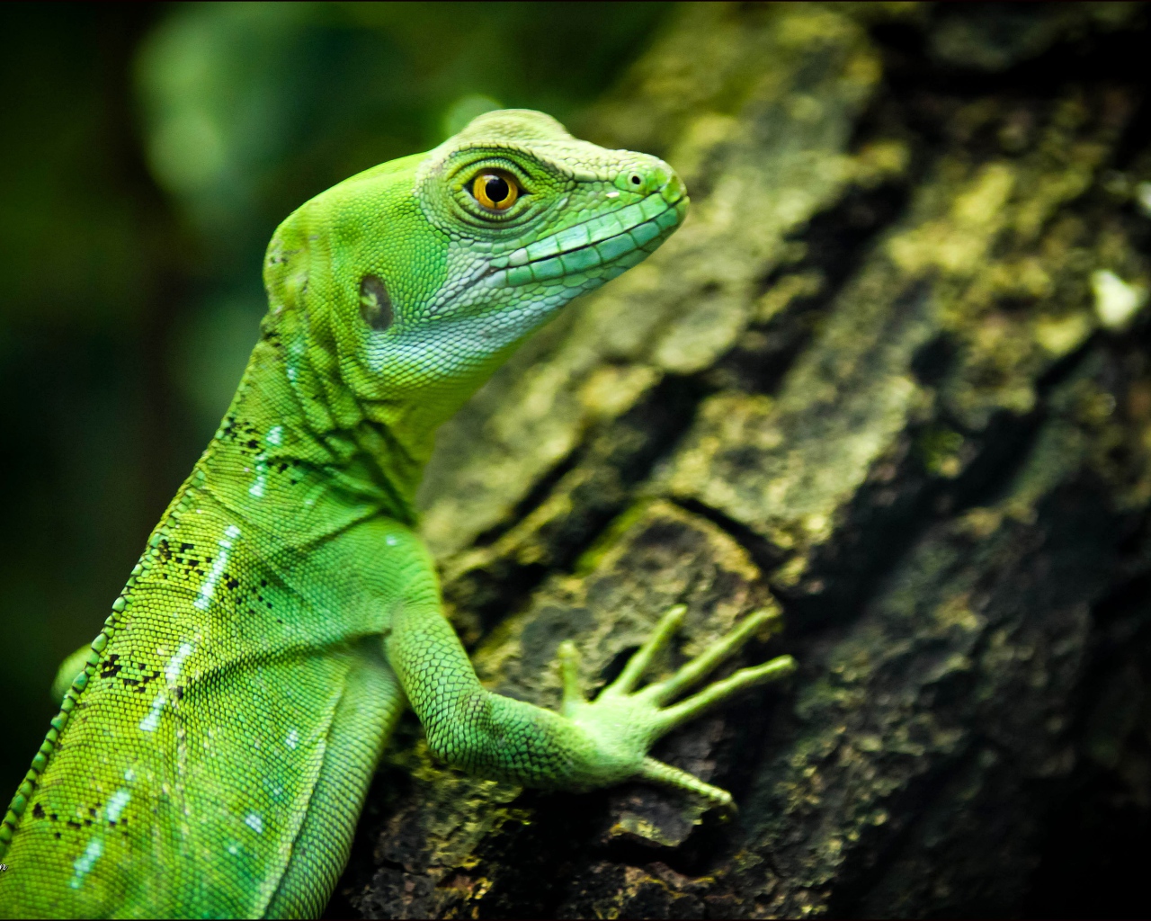 Зеленая ящерица с желтыми глазами на дереве 