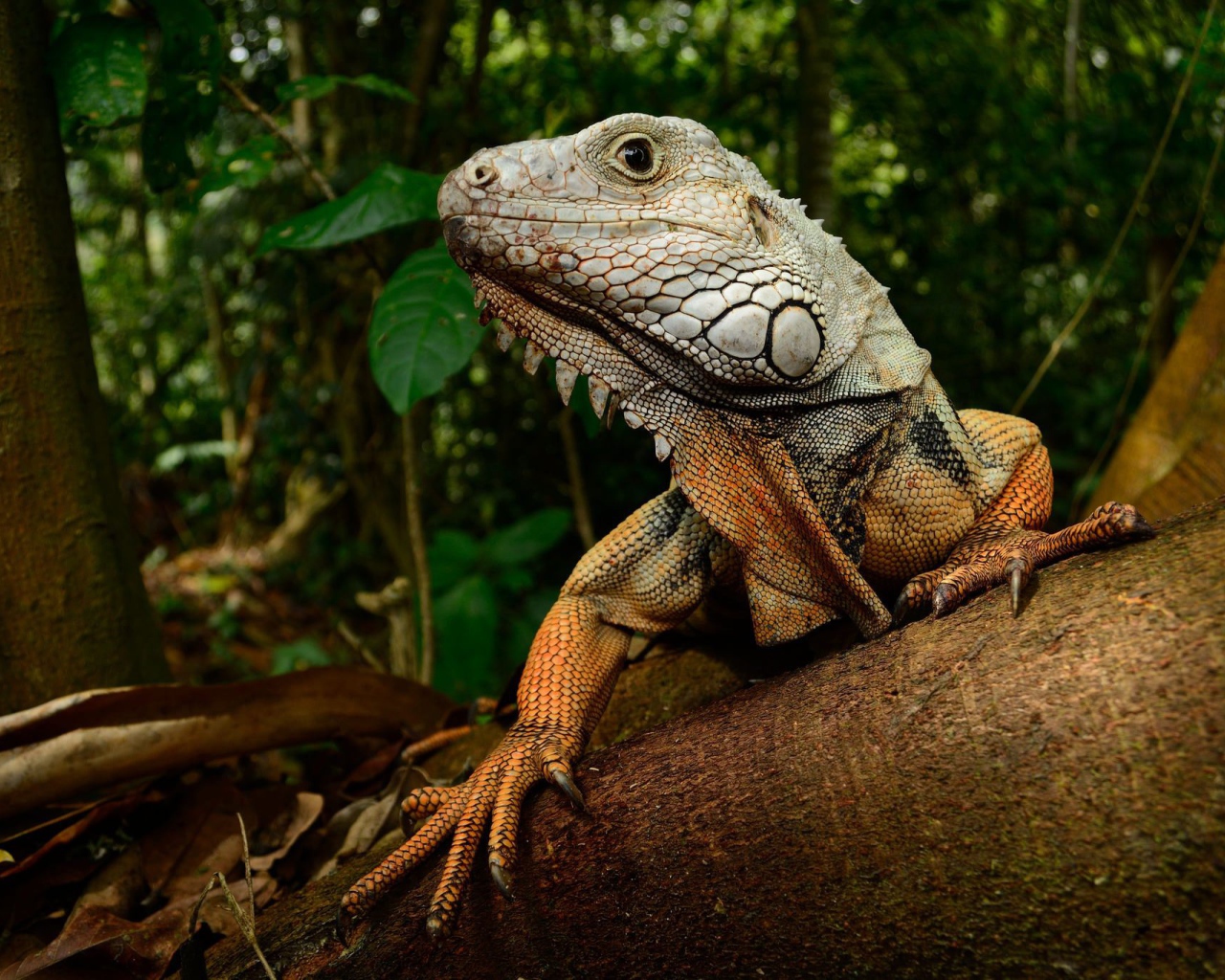 Большая игуана на стволе дерева