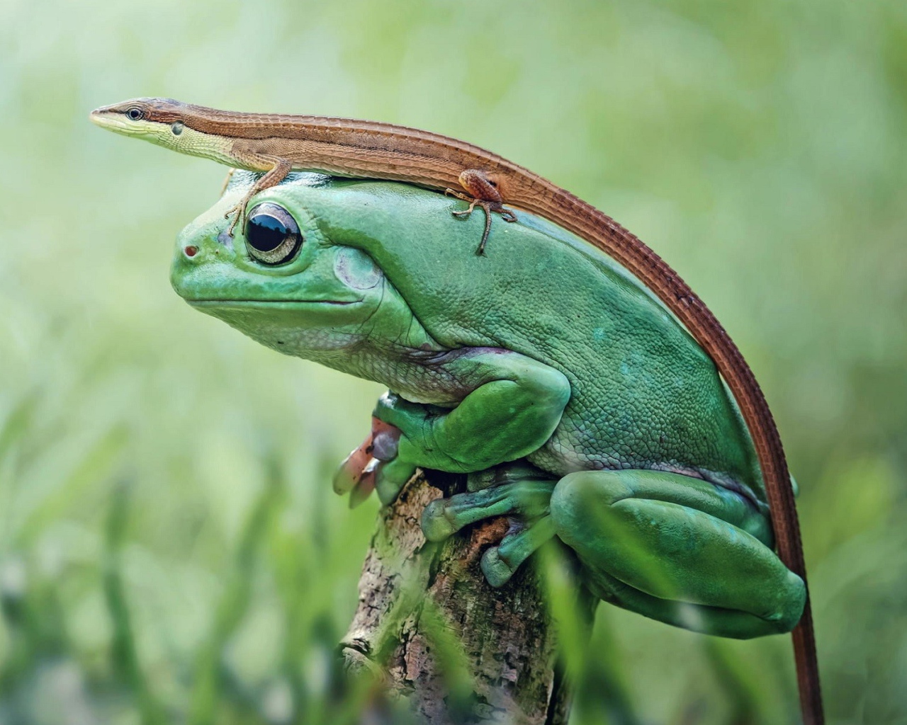 Ящерица сидит на большой зеленой лягушке 