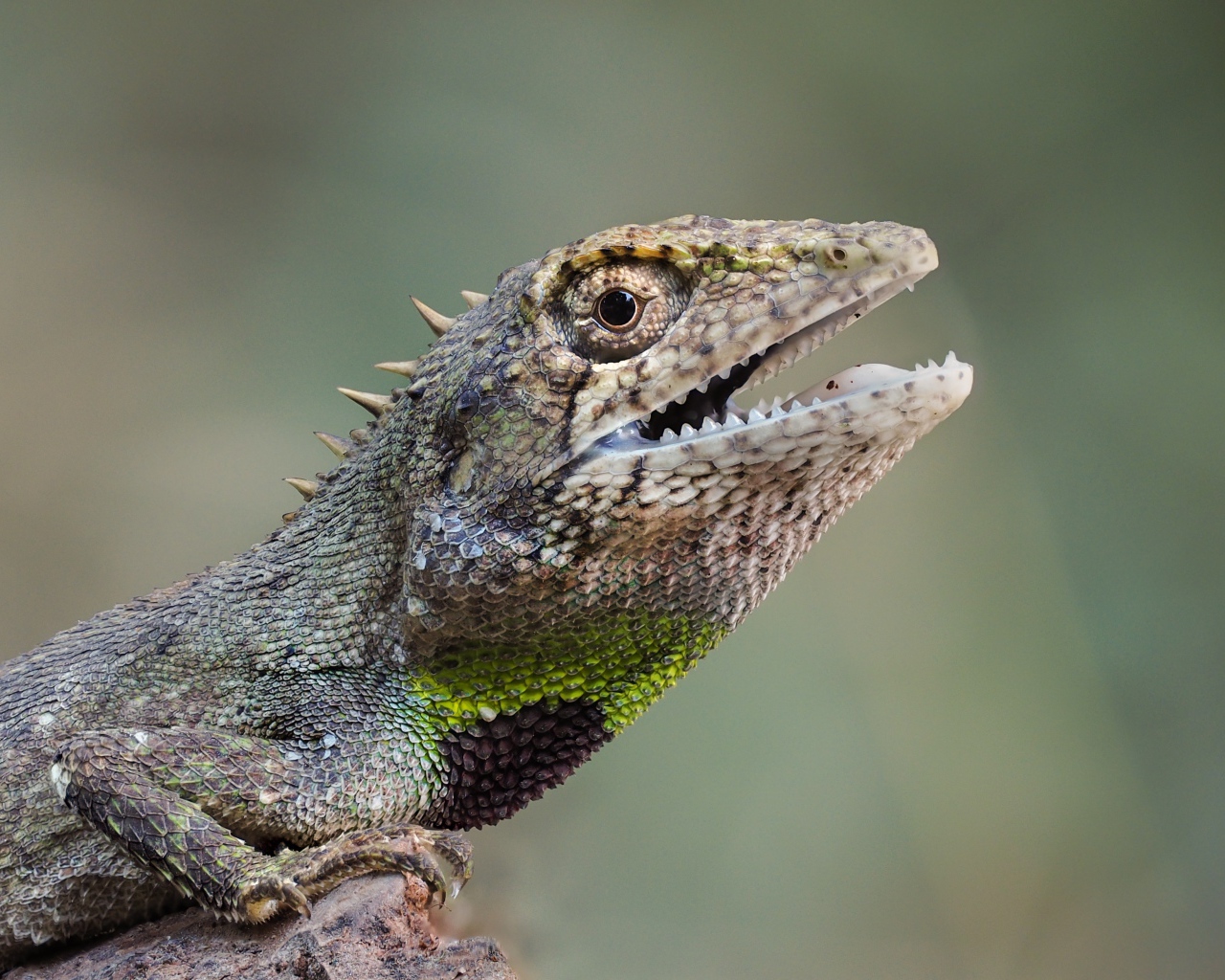 Ящерица с открытым ртом сидит на скале