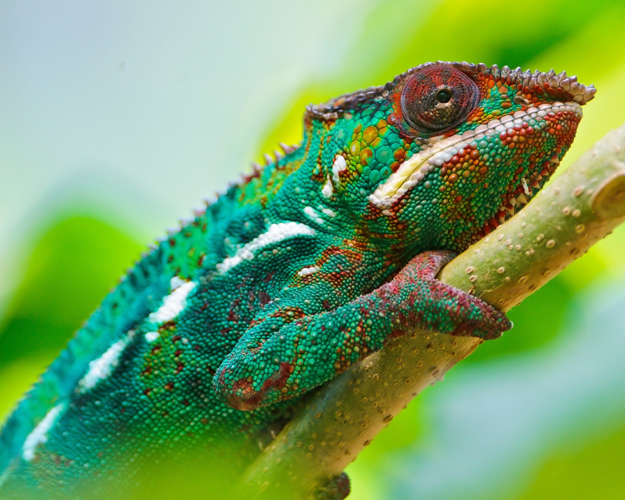 Разноцветный хамелеон на ветке 