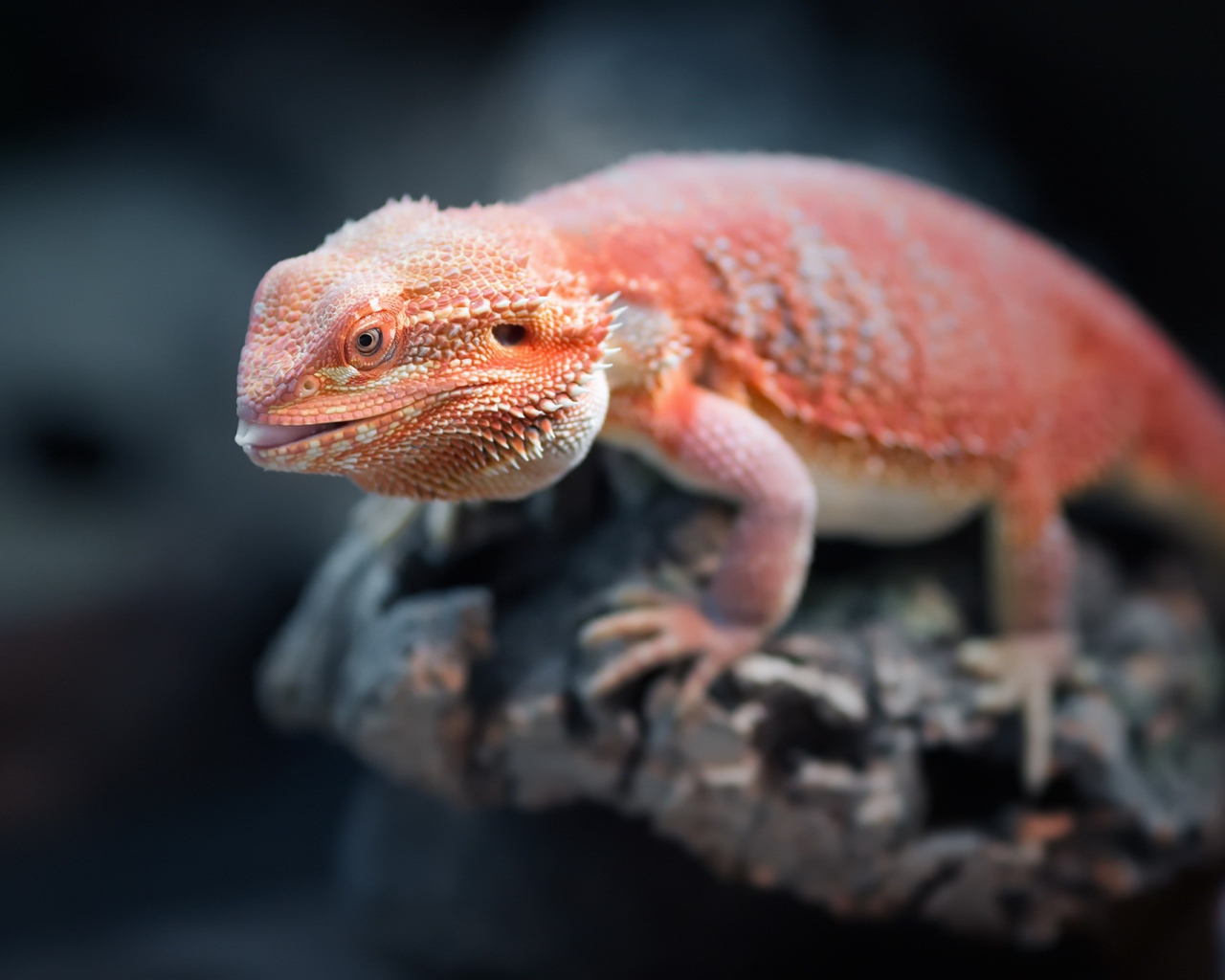 Оранжевая бородатая агама сидит на камне 