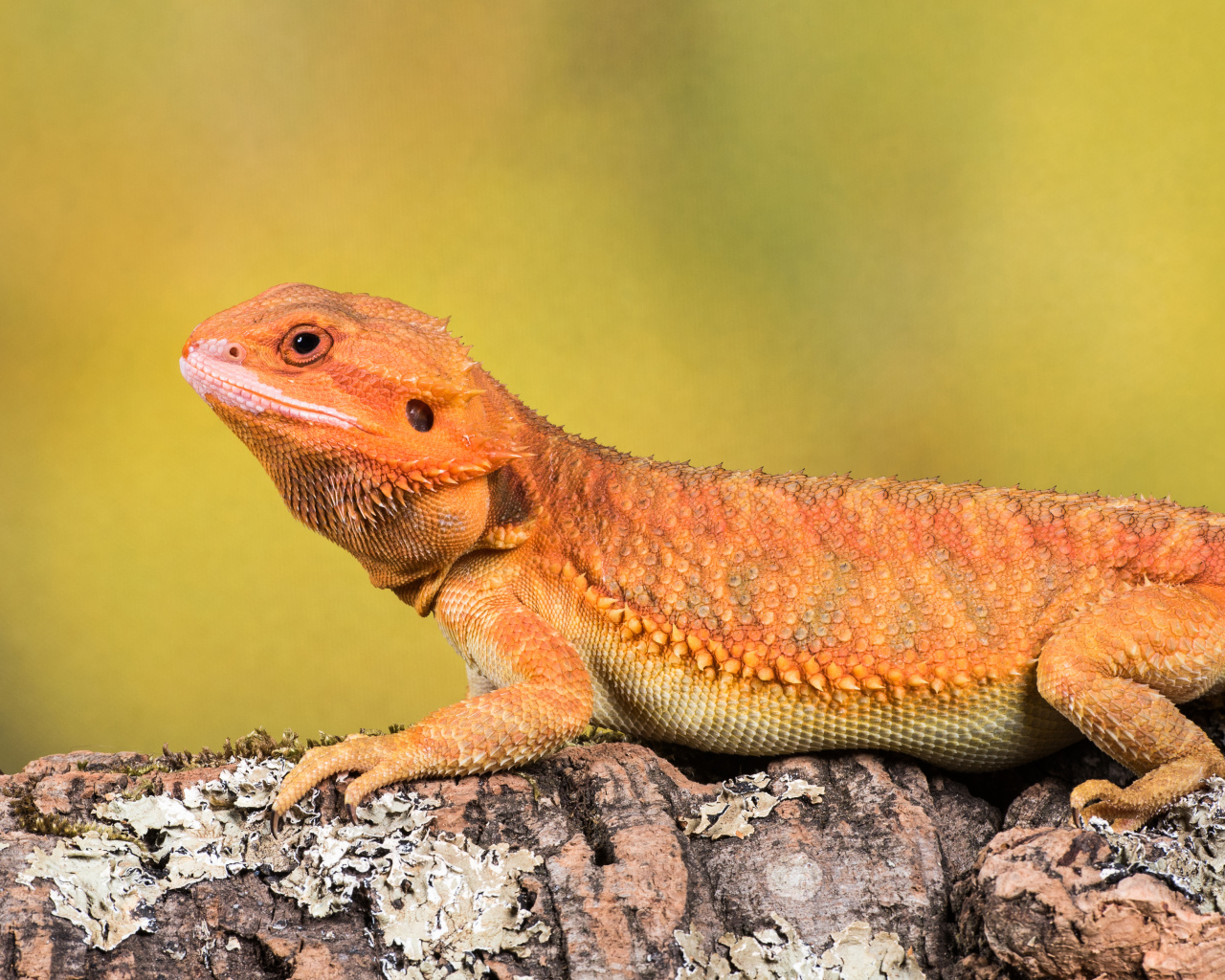Оранжевая ящерица сидит на камне