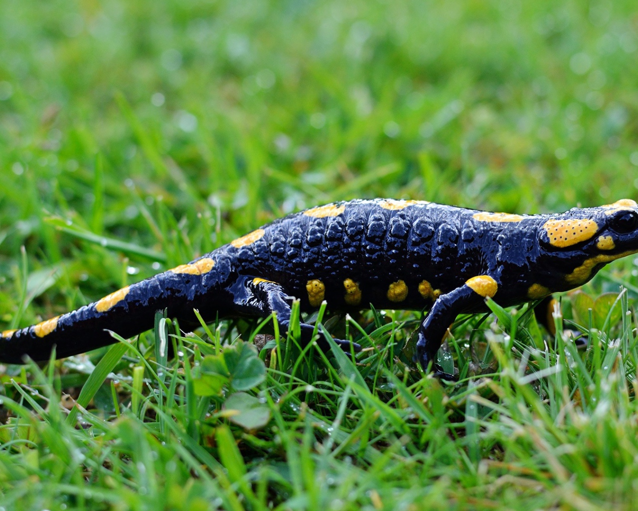 Саламандра на мокрой зеленой траве 