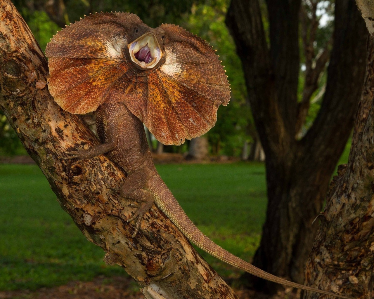 Грозная Плащеносная ящерица на дереве