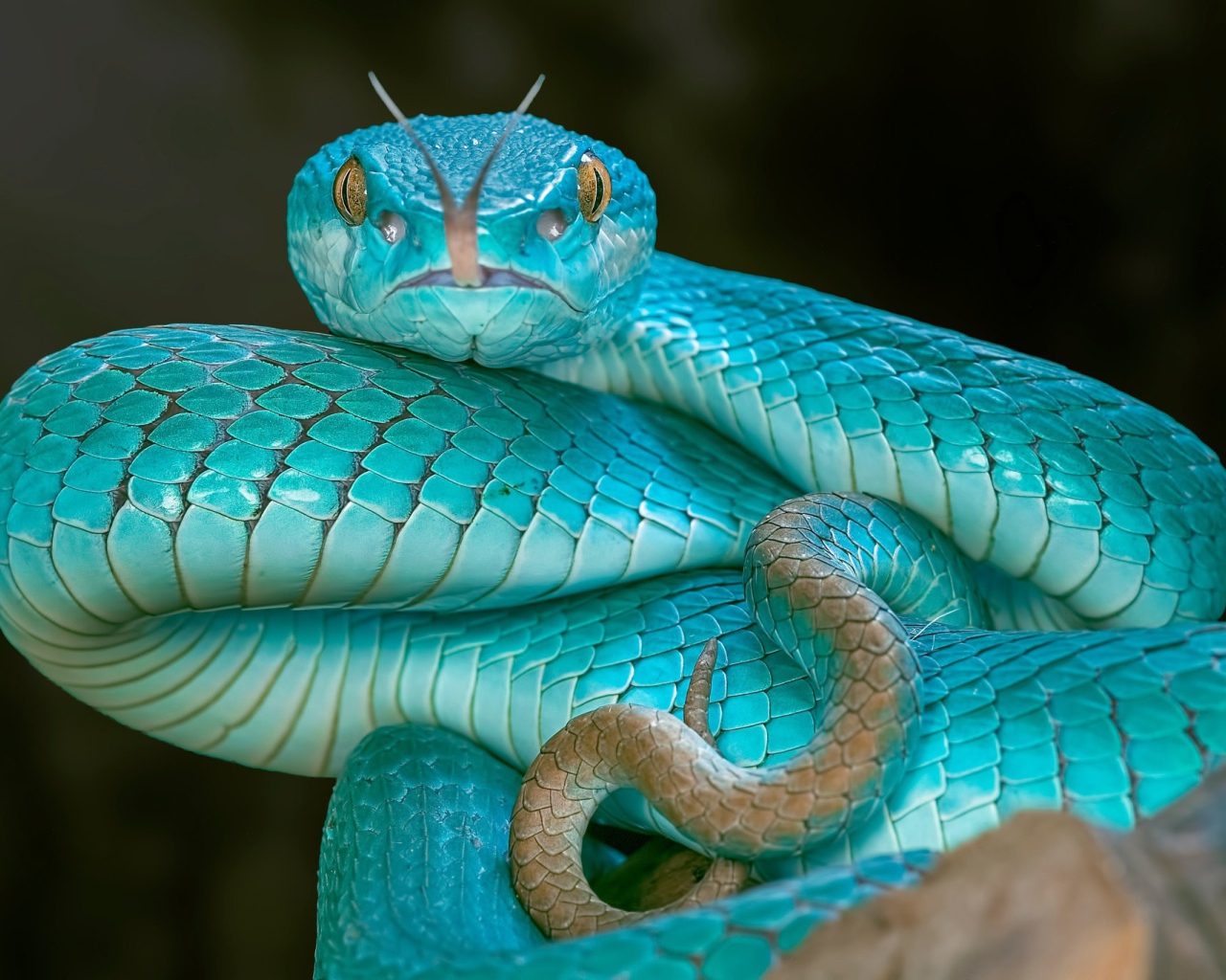 Змея голубого цвета высунула язык
