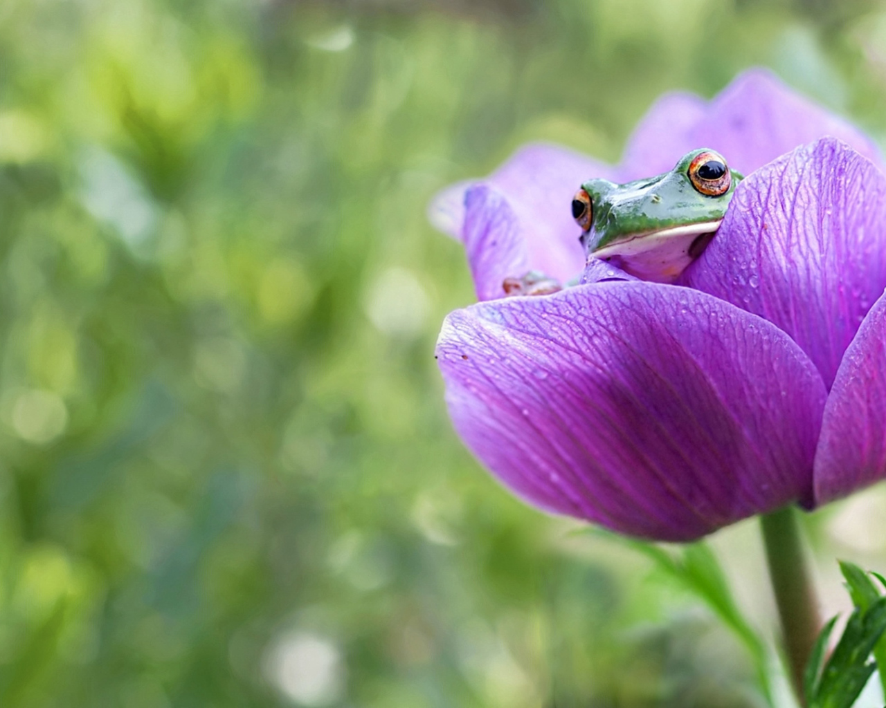 Лягушка сидит в сиреневом цветке 