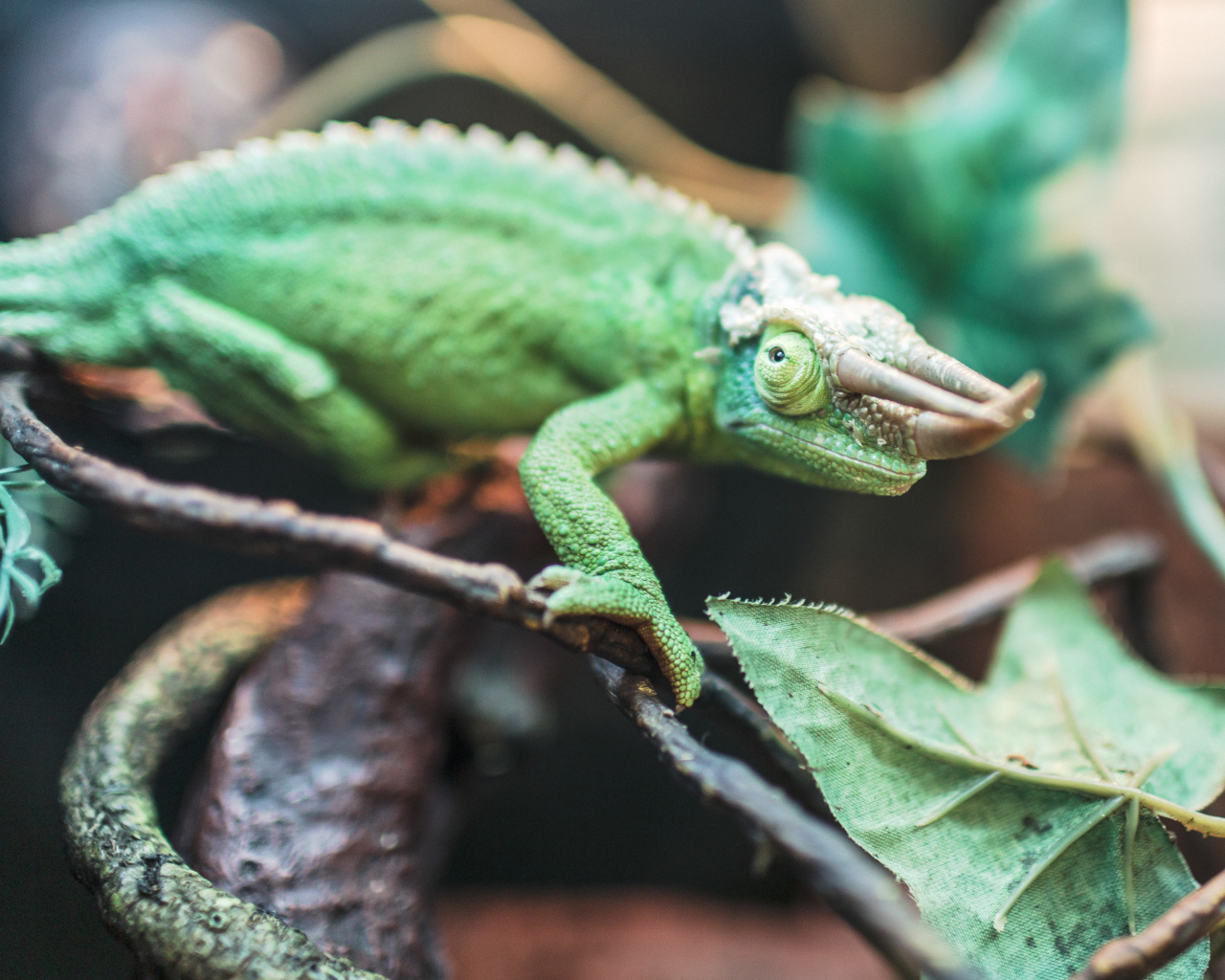Зеленый хамелеон Джексона на ветке 
