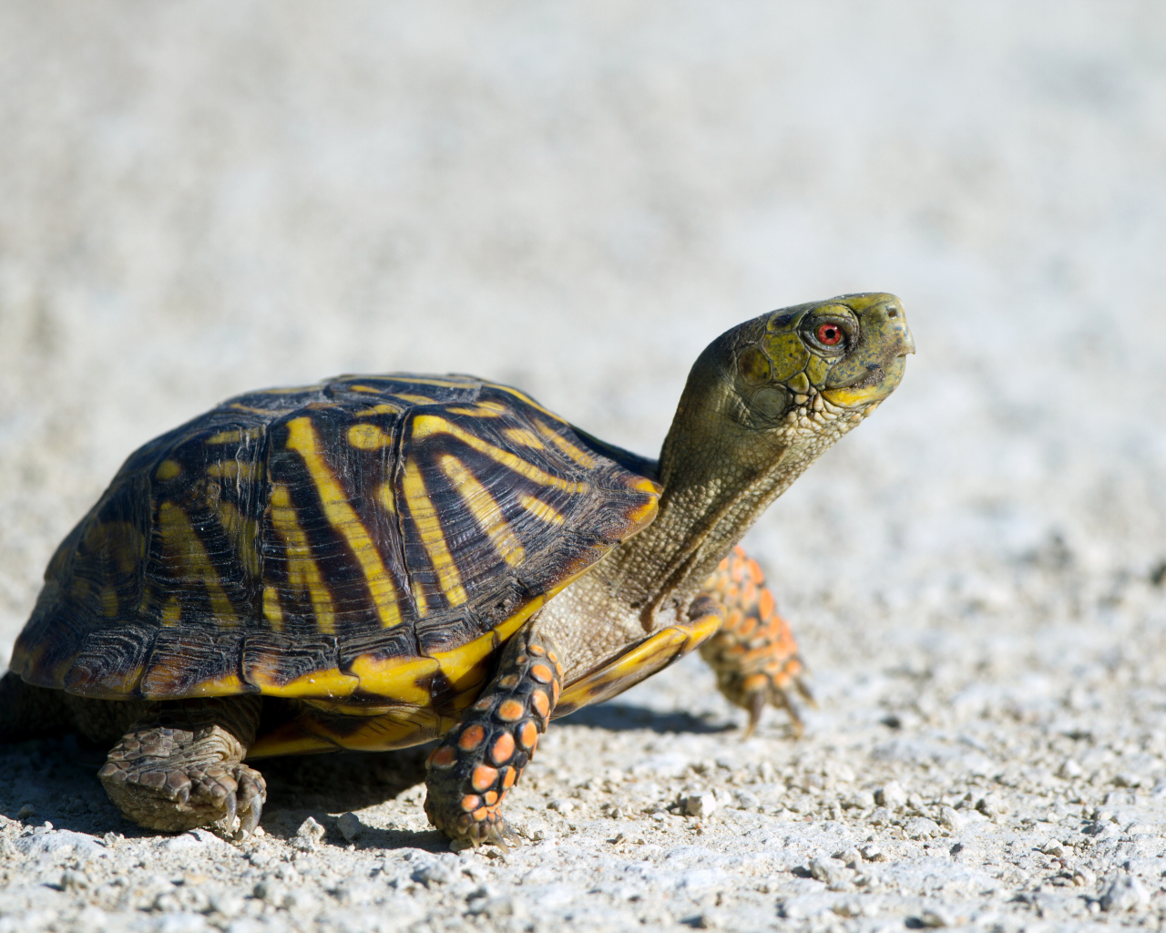 Черепаха идет по дороге 