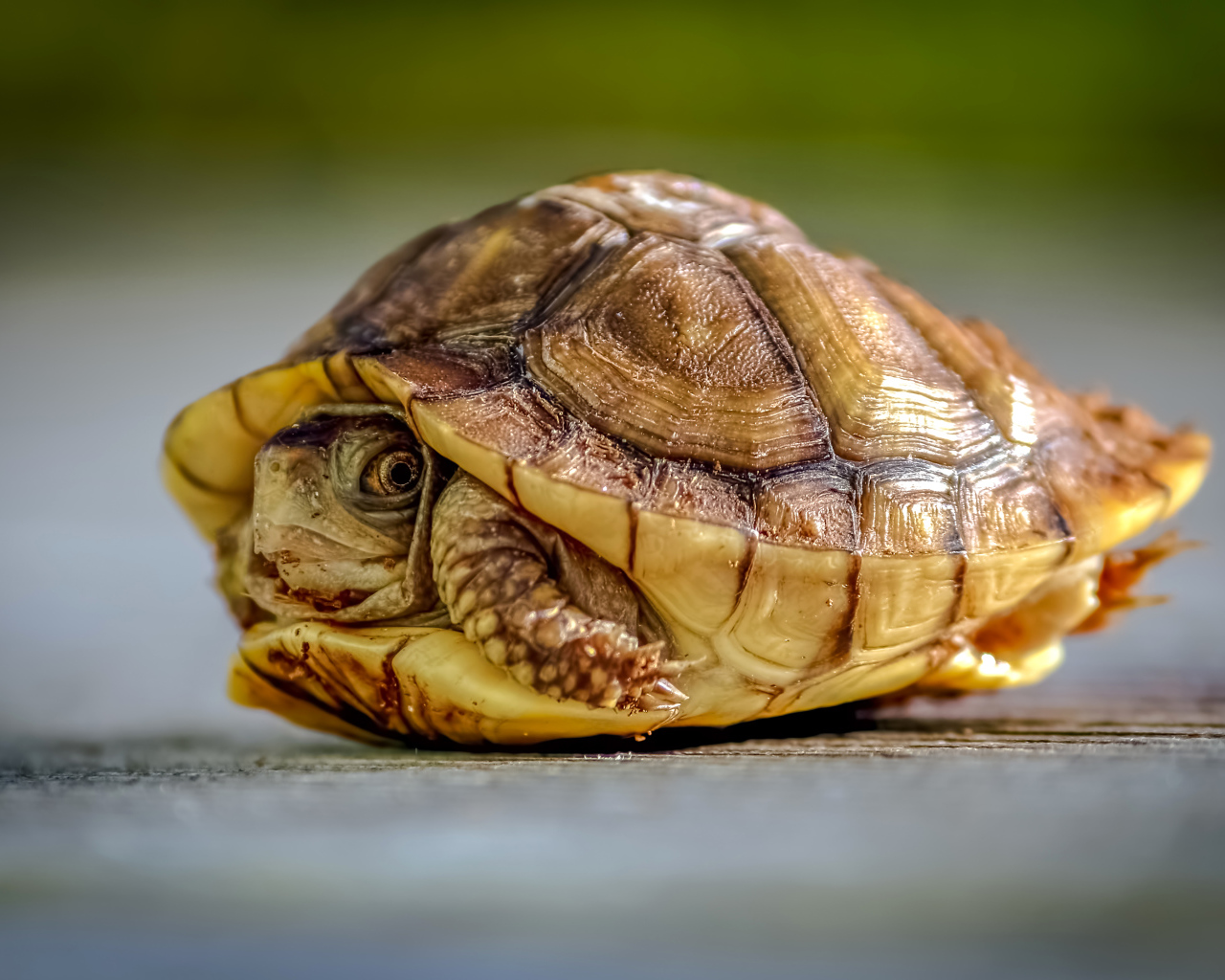 Черепаха спряталась в панцире крупным планом