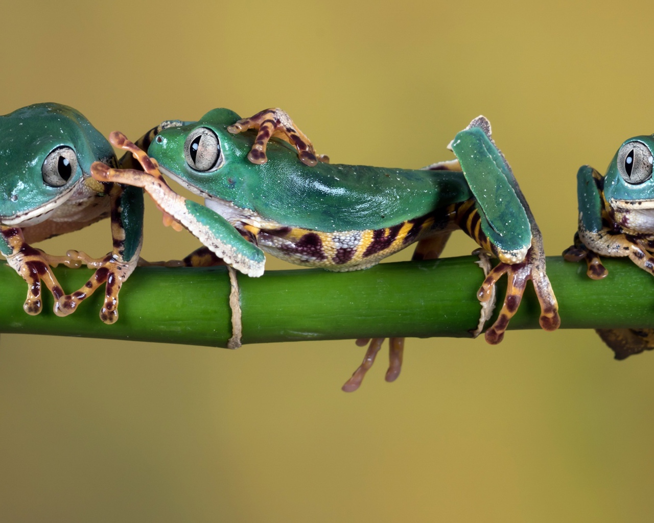 Три зеленые лягушки сидят на зеленой ветке