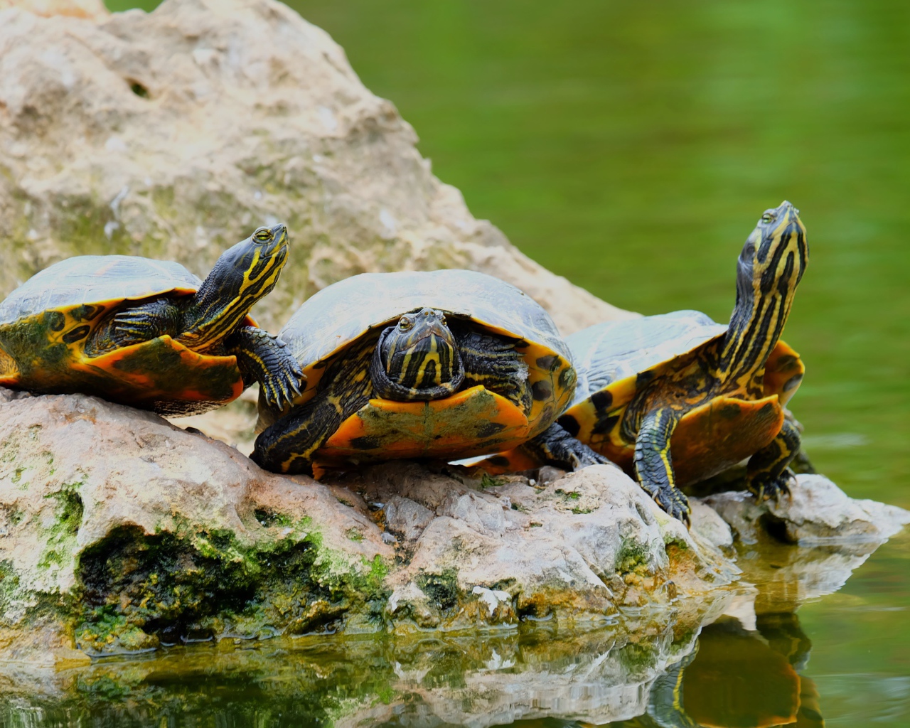 Три черепахи на камне у водоема 