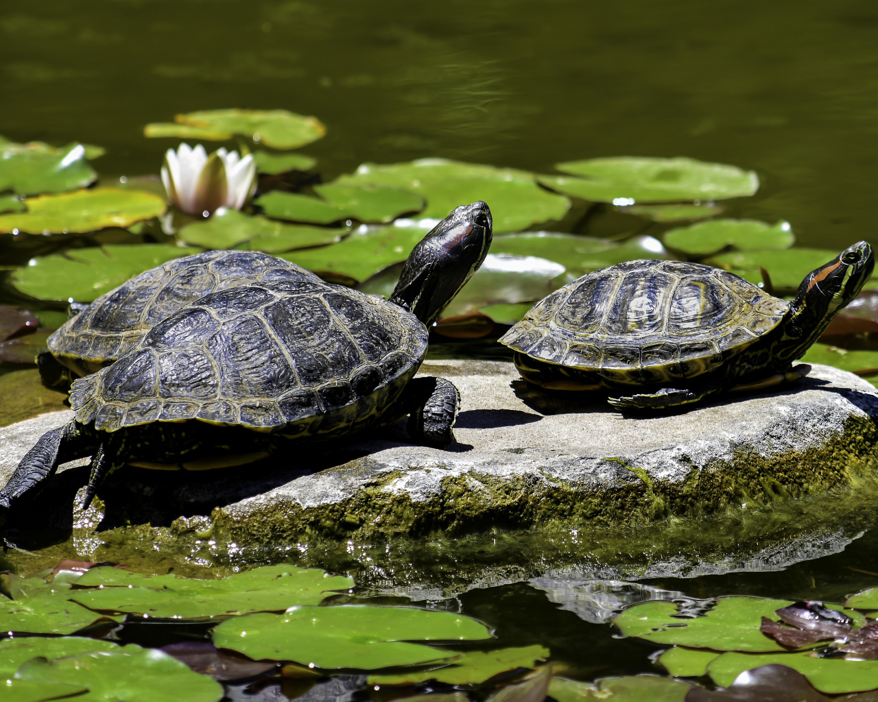 Две черепахи сидят на камне в водоеме