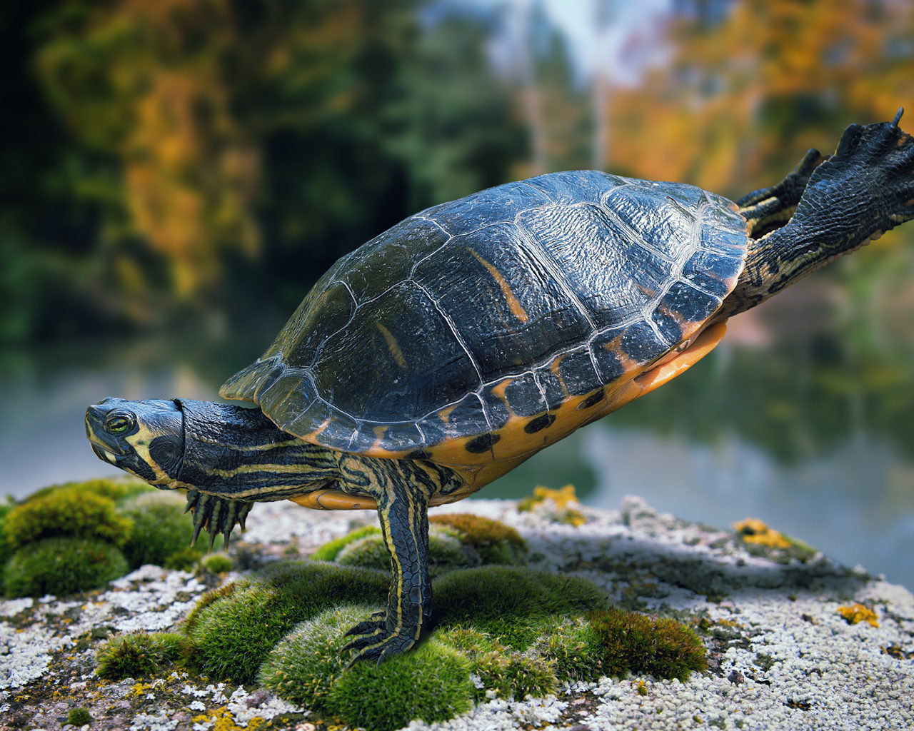 Красивая черепаха делает гимнастику на камне  