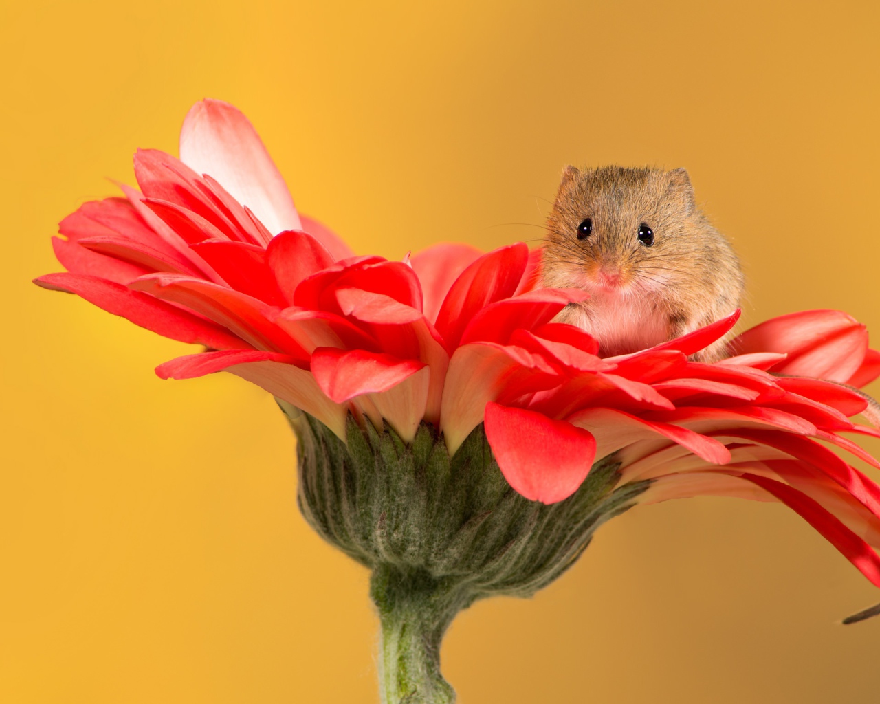 Маленький забавный мышонок сидит на красном цветке герберы