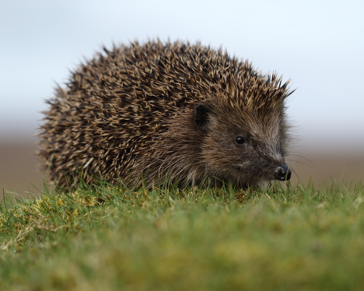 Большой колючий ежик в зеленой траве 