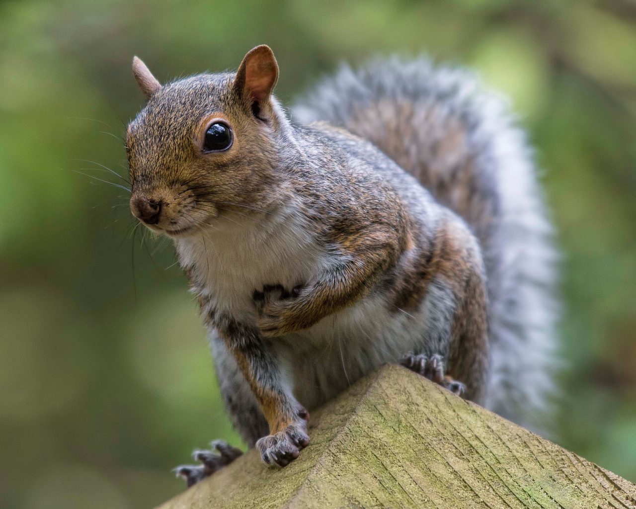 Забавная любопытная белка крупным планом