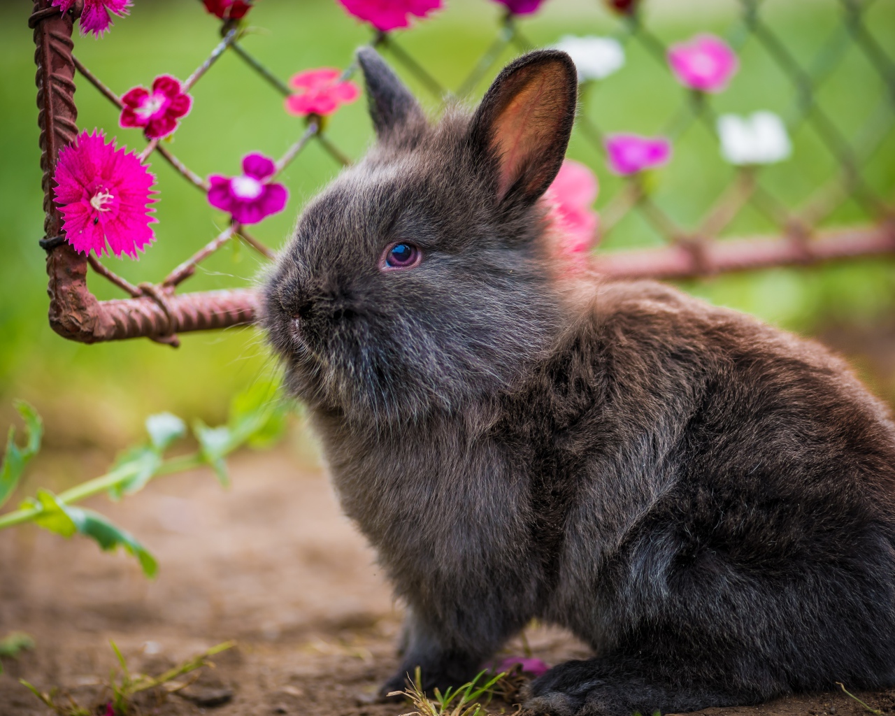 Милый пушистый серый декоративный кролик