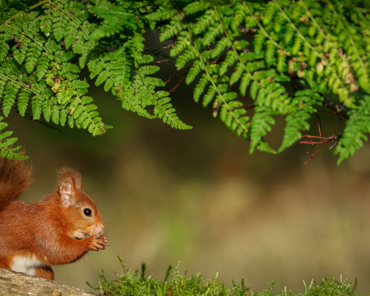 Red squirrel sits under a green branch