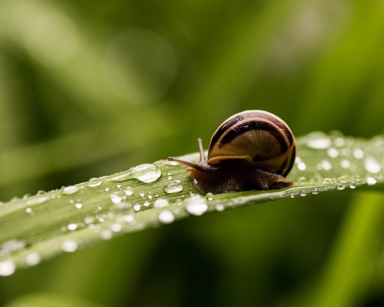Улитка сидит на покрытом росой зеленом листе