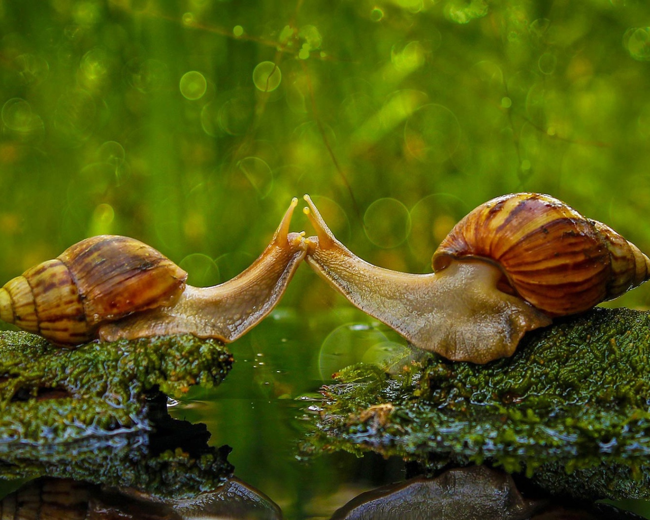 Поцелуй двух улиток у воды