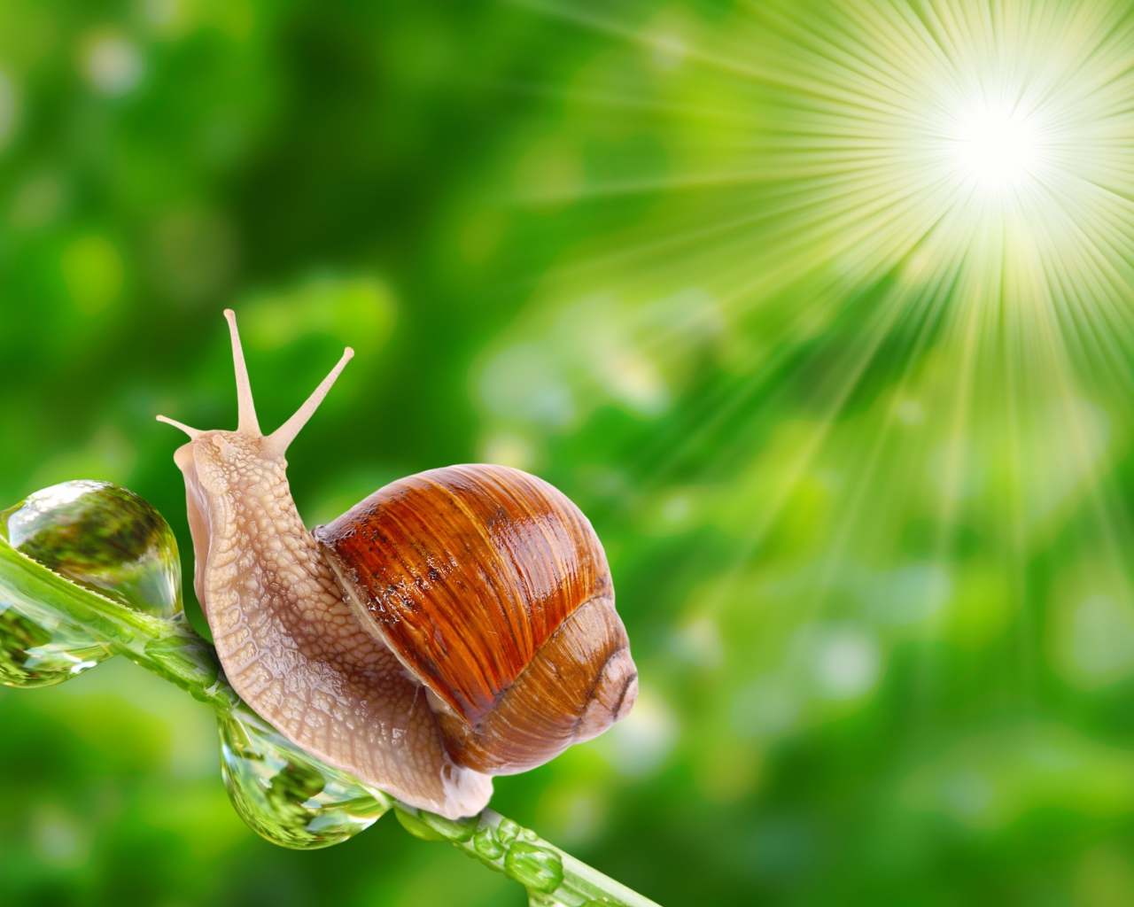 Улитка в лучах солнца на травинке 