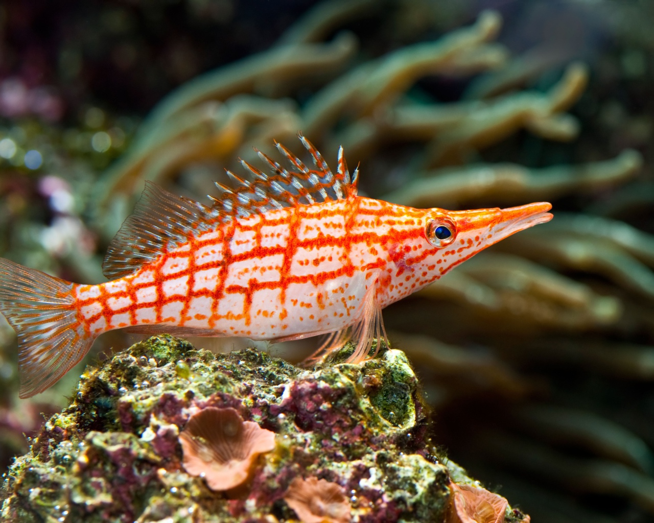 Красивая рыбка Длиннорылый кудрепер под водой