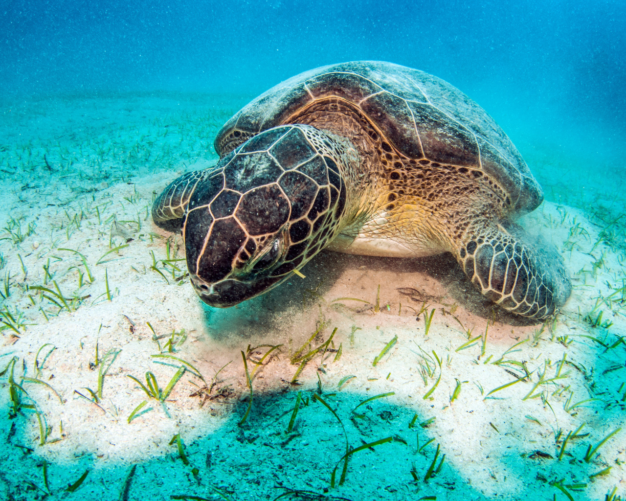 Большая черепаха лежит под водой на дне