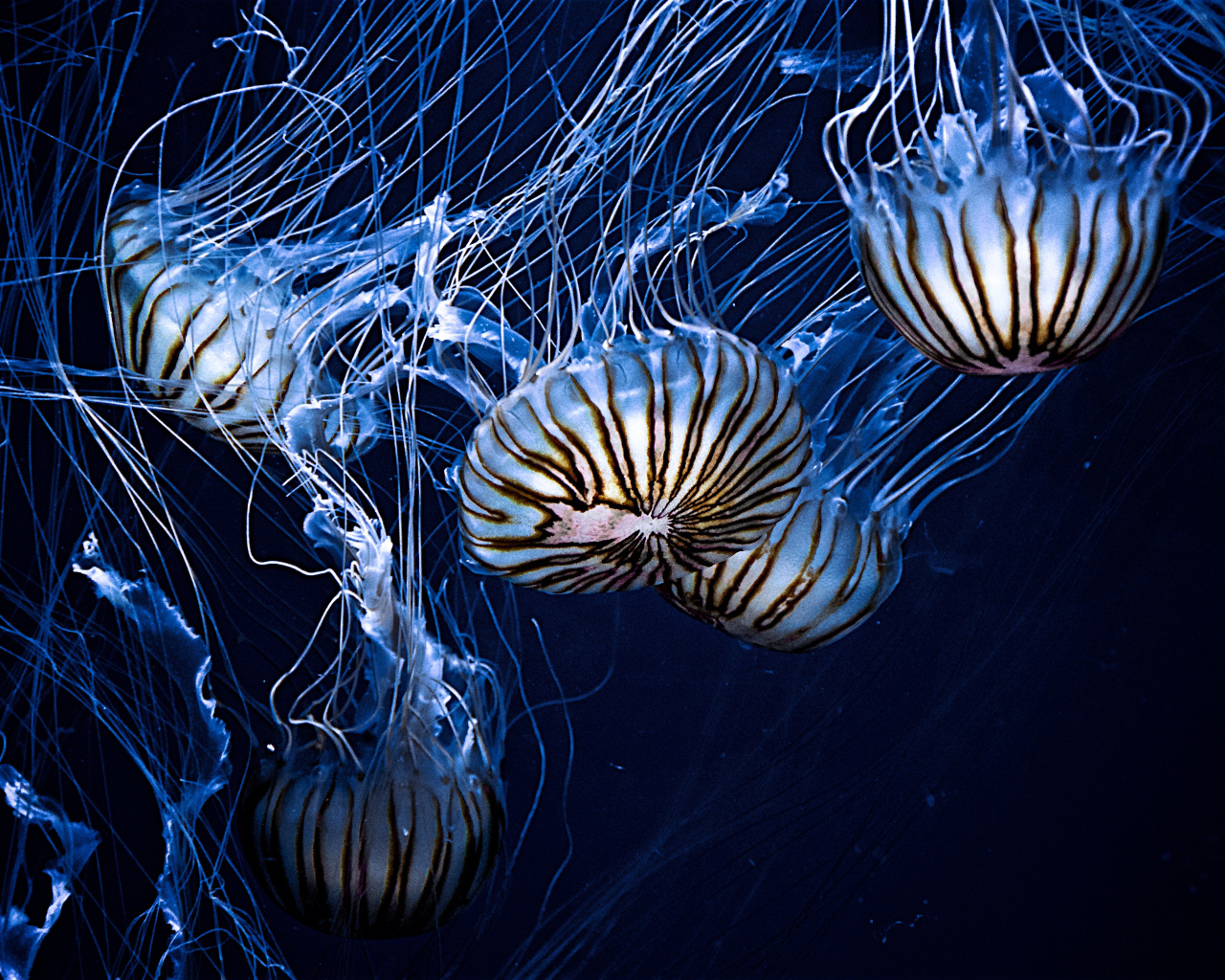 Красивые морские медузы 
