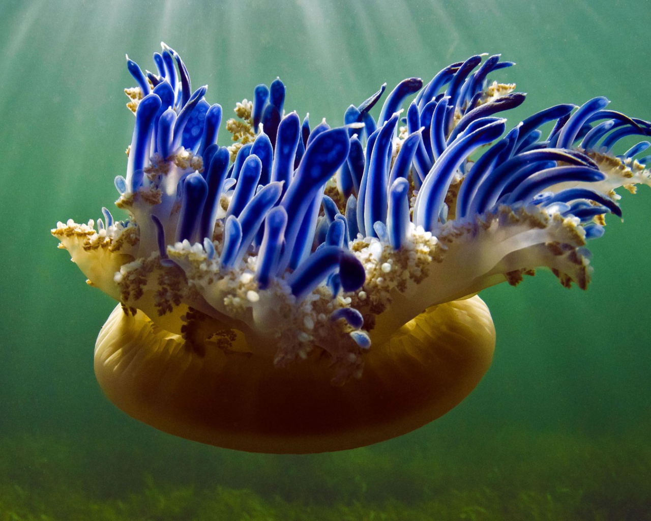 Красивая необычная медуза Кассиопея 