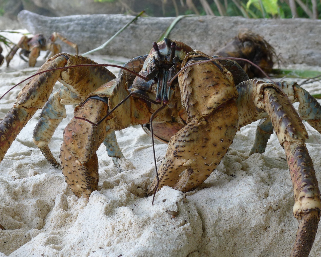 Большой краб на песке крупным планом