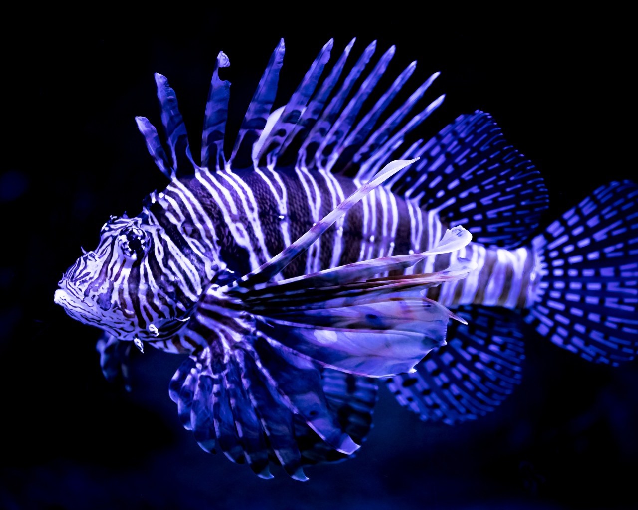 Яркая расцветка рыбы крылатки 